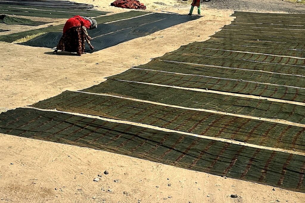 Artisan laying out freshly printed and dyed cotton lengths to dry in the sun