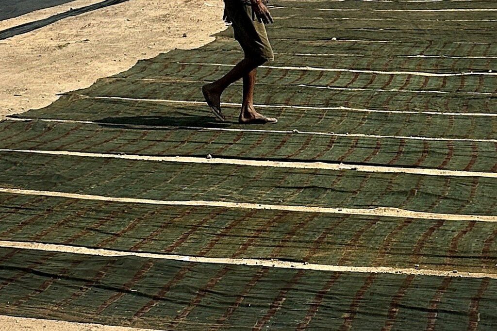 Rows of hand printed cotton lengths drying in the sun as a worker walks between them